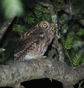 Long-tufted Screech Owl