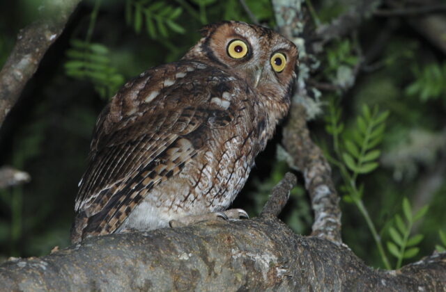 Long-tufted Screech Owl