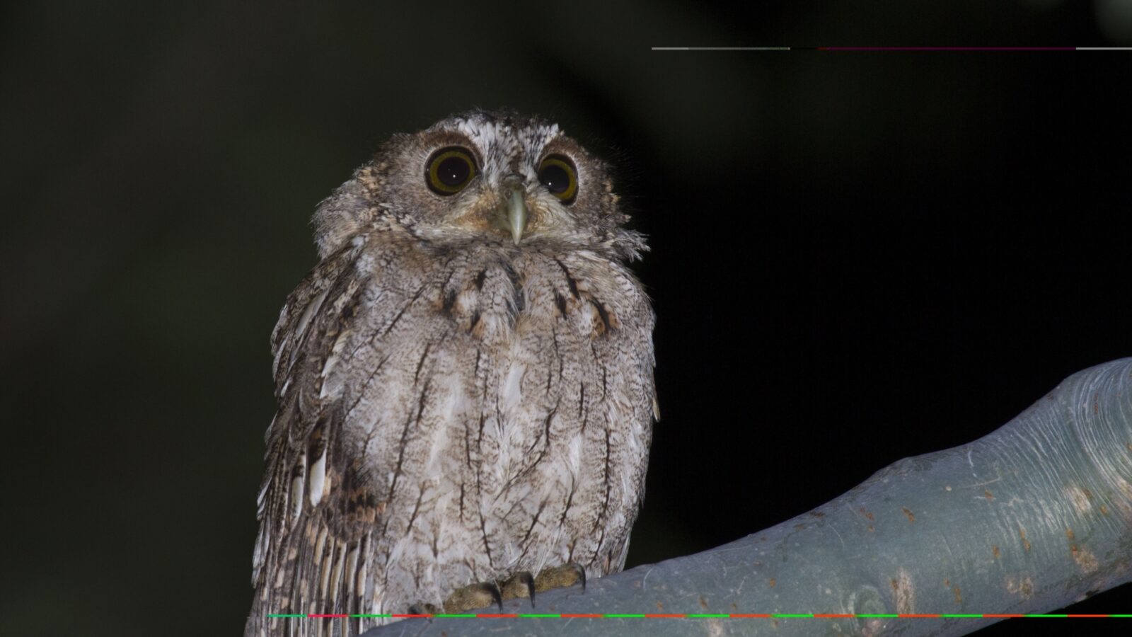Balsas Screech Owl