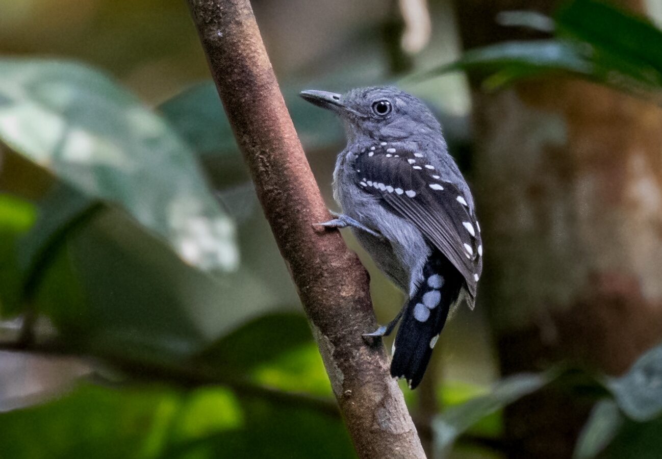 Pearly Antshrike