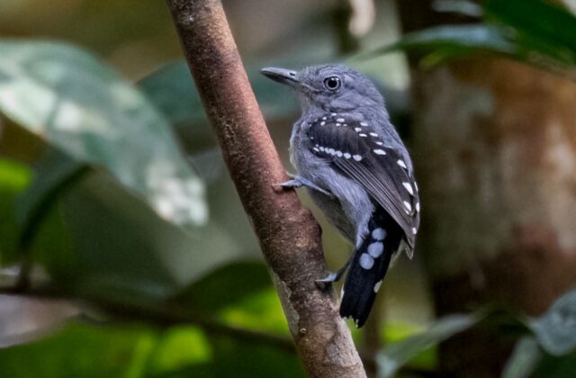 Pearly Antshrike