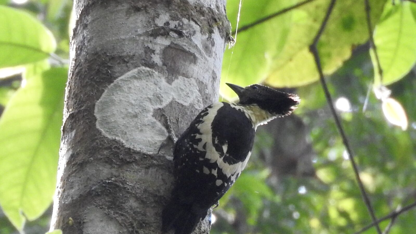Black-and-buff Woodpecker