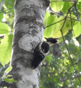 Black-and-buff Woodpecker