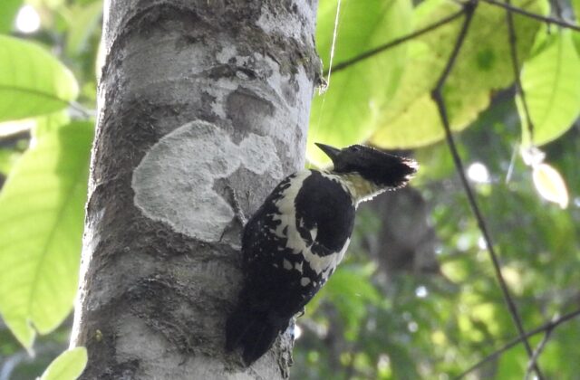 Black-and-buff Woodpecker