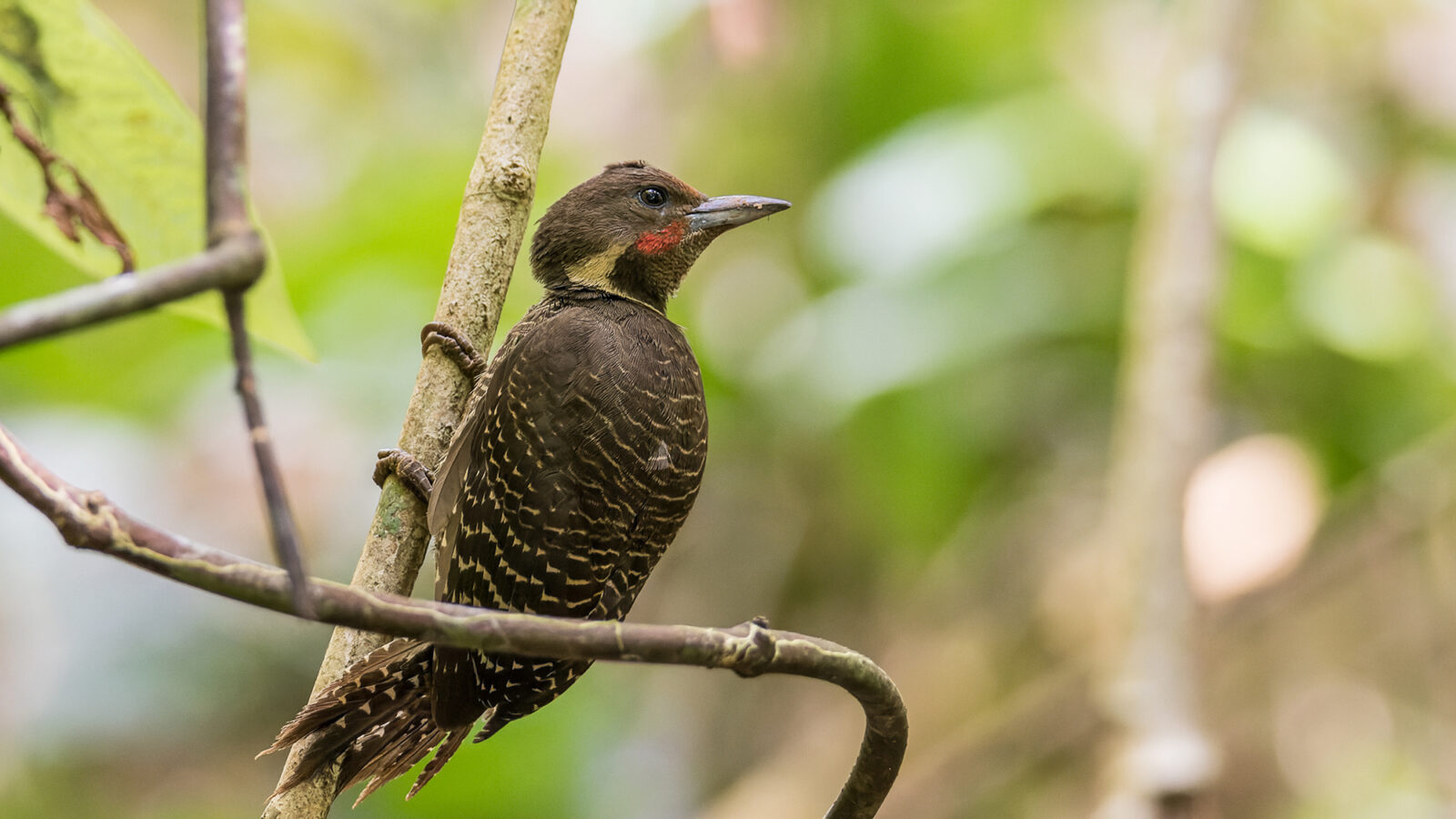 Buff-necked Woodpecker