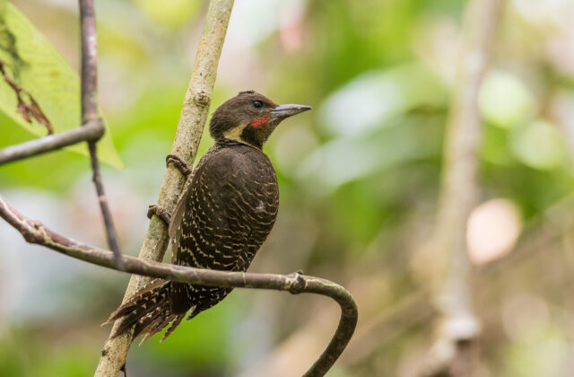 Buff-necked Woodpecker
