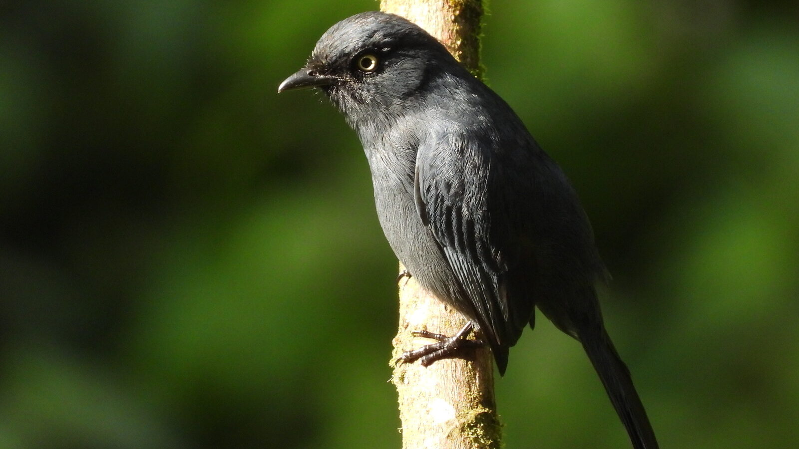 Yellow-eyed Black Flycatcher
