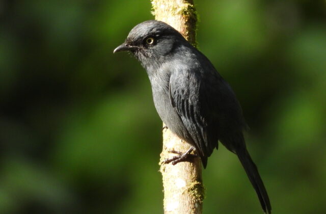 Yellow-eyed Black Flycatcher