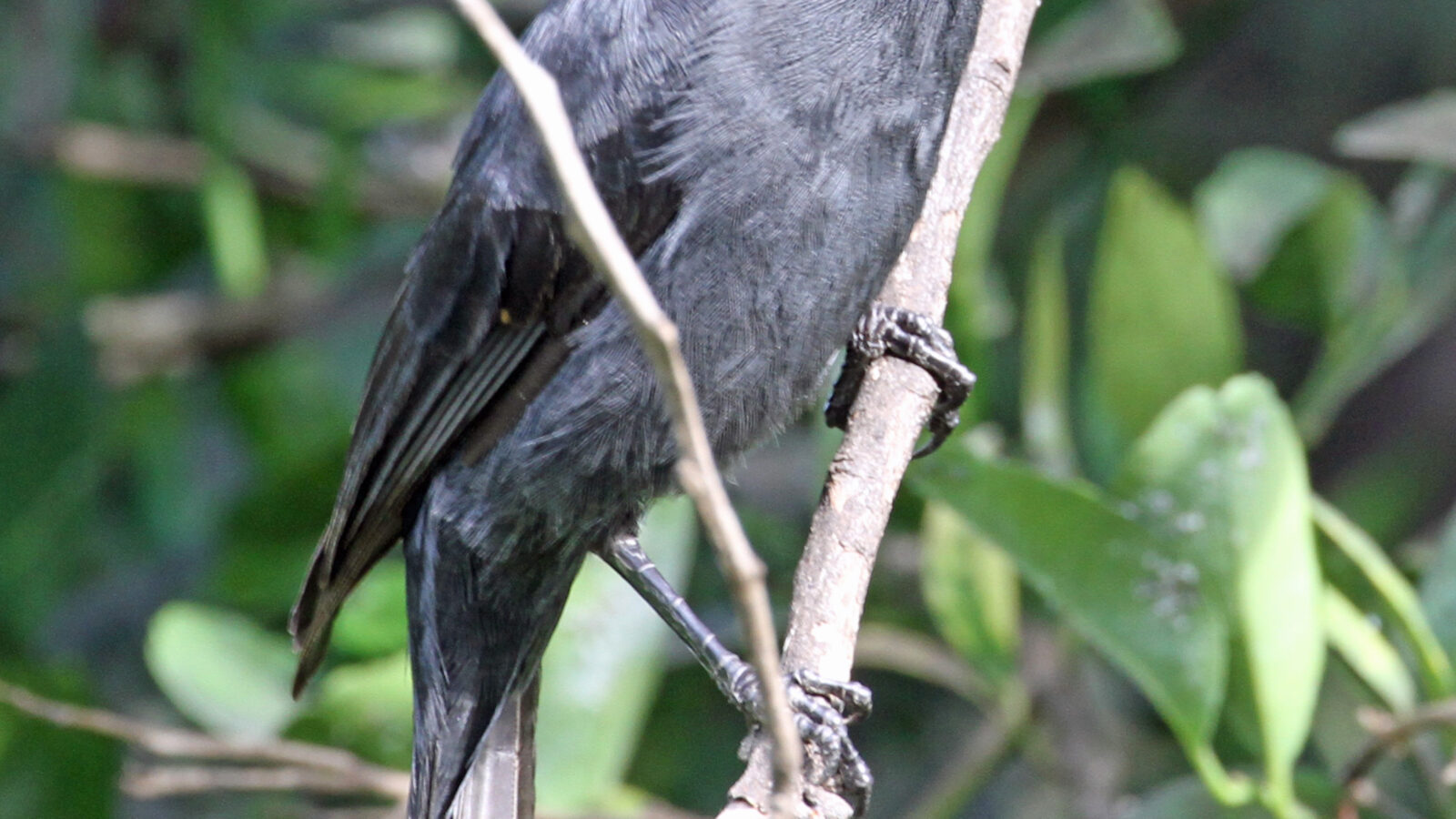 Northern Black Flycatcher
