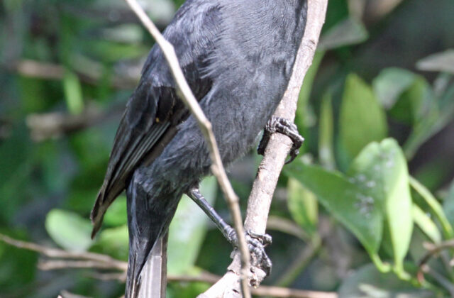 Northern Black Flycatcher