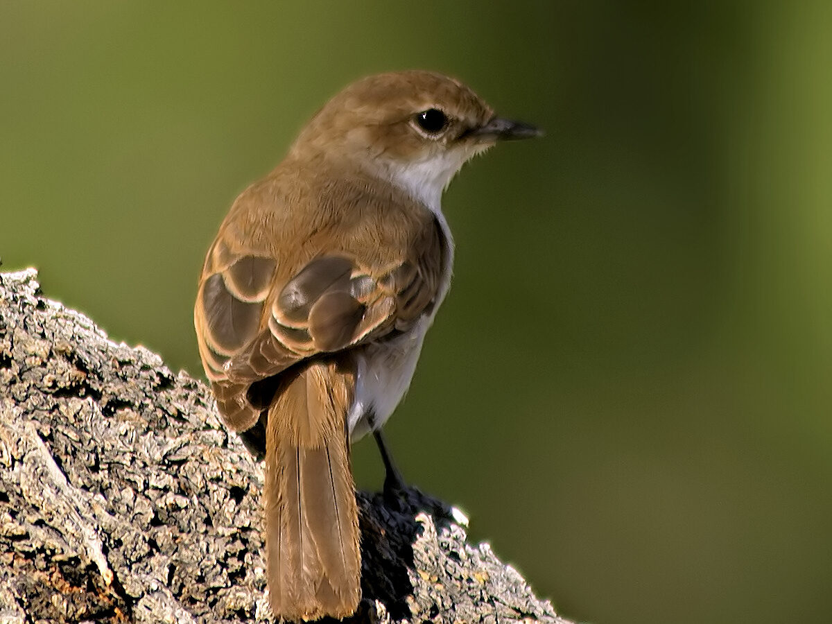 Marico Flycatcher