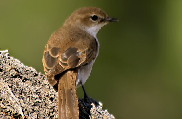 Marico Flycatcher