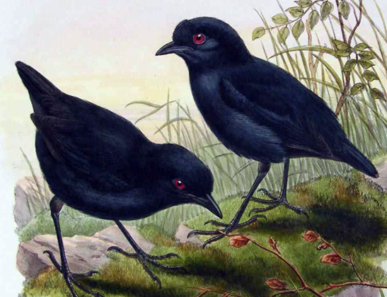 Lesser Melampitta