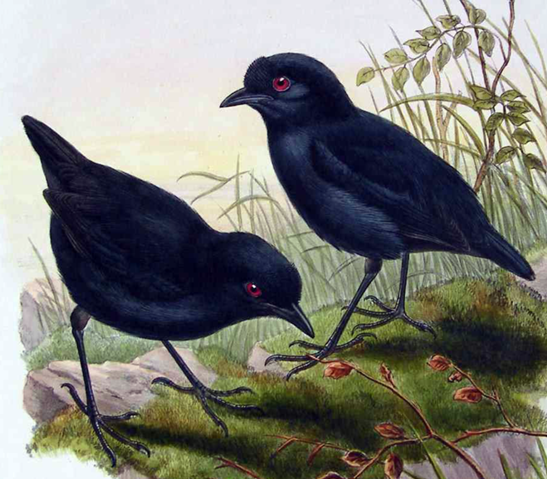 Lesser Melampitta