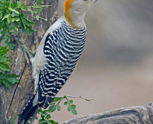 Golden-fronted Woodpecker