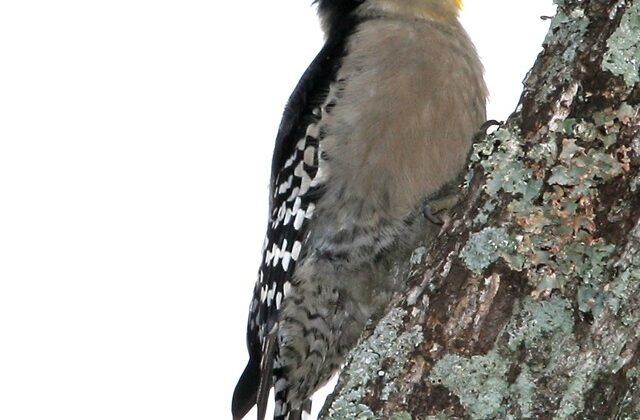 White-fronted Woodpecker