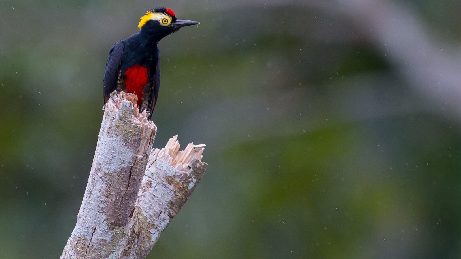 Yellow-tufted Woodpecker
