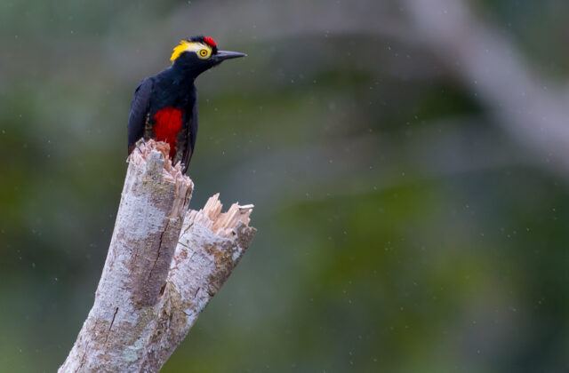 Yellow-tufted Woodpecker