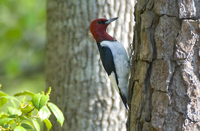 Red-headed Woodpecker
