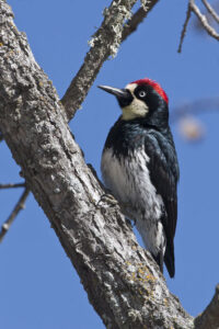 Acorn Woodpecker