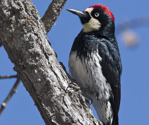 Acorn Woodpecker