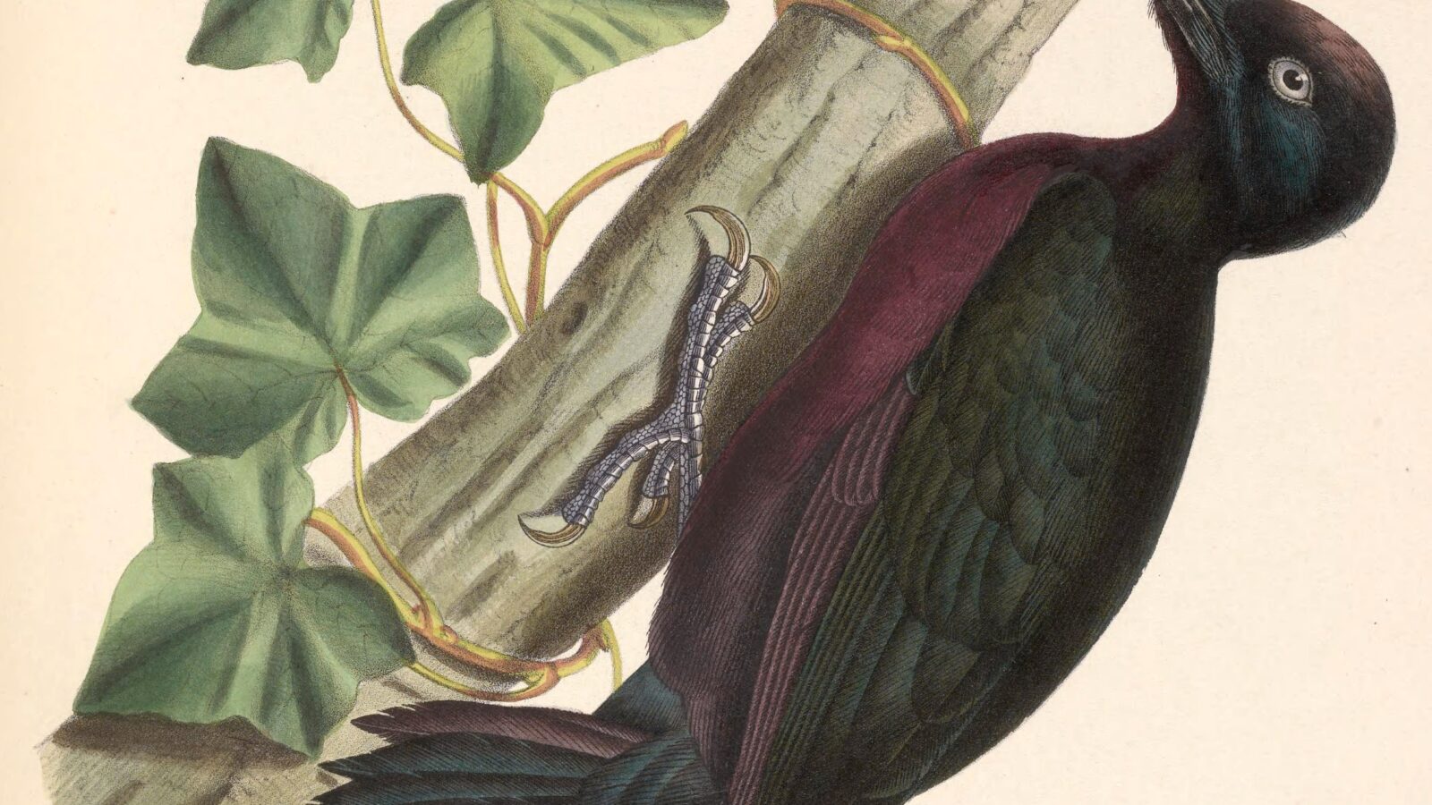 Guadeloupe Woodpecker