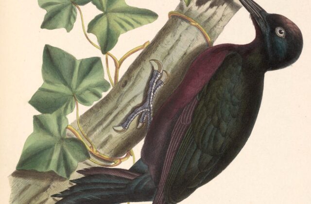 Guadeloupe Woodpecker
