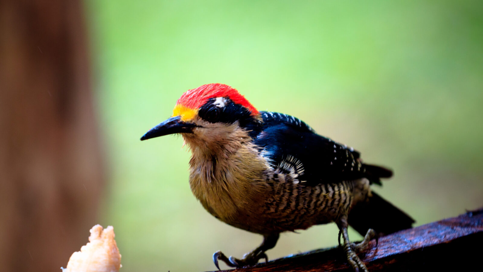 Black-cheeked Woodpecker
