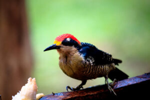 Black-cheeked Woodpecker