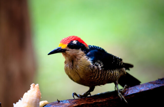 Black-cheeked Woodpecker
