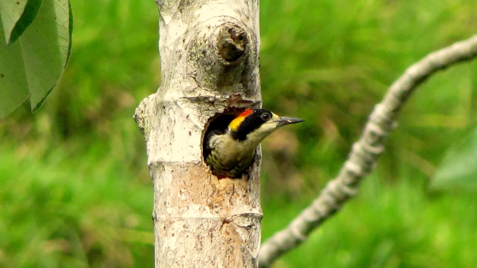 Beautiful Woodpecker