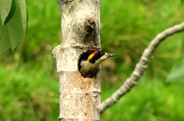 Beautiful Woodpecker