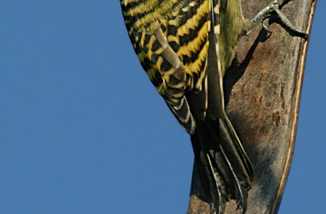 Hispaniolan Woodpecker