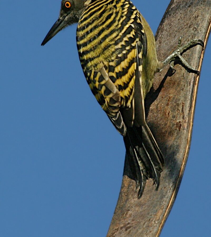 Hispaniolan Woodpecker