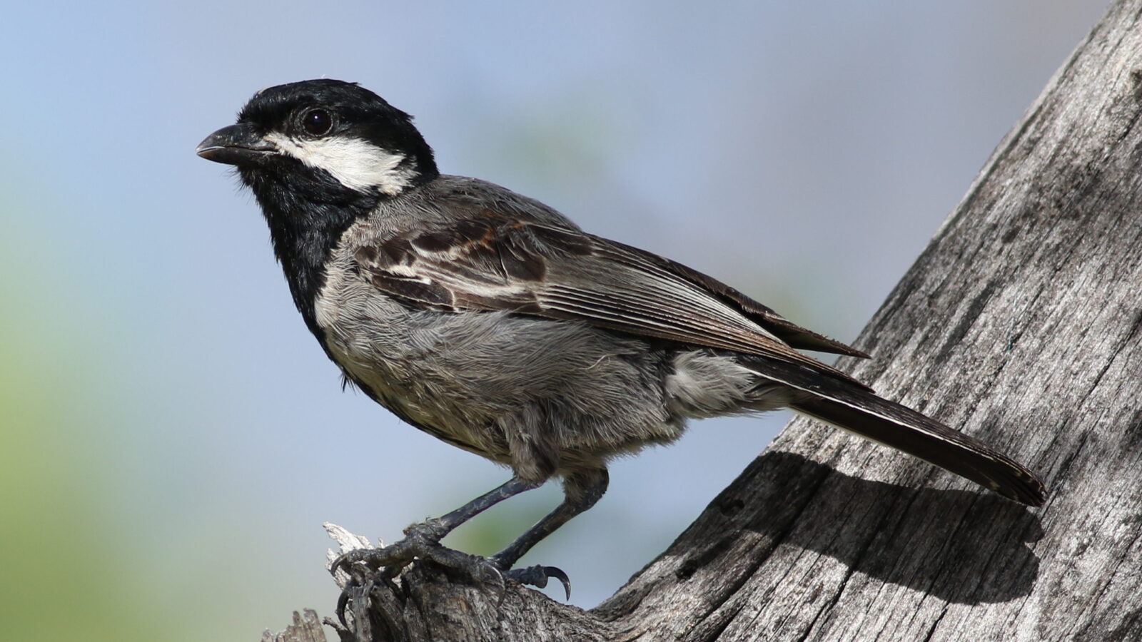 Ashy Tit