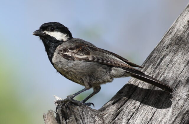 Ashy Tit