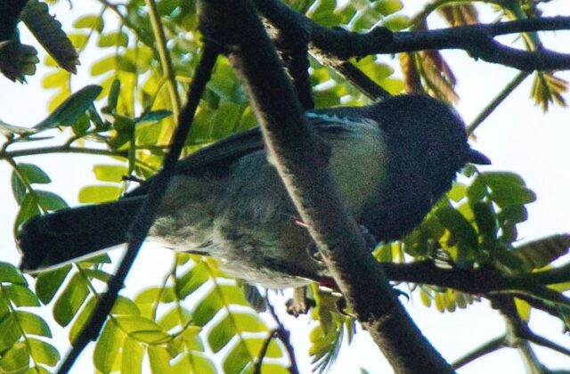 Stripe-breasted Tit