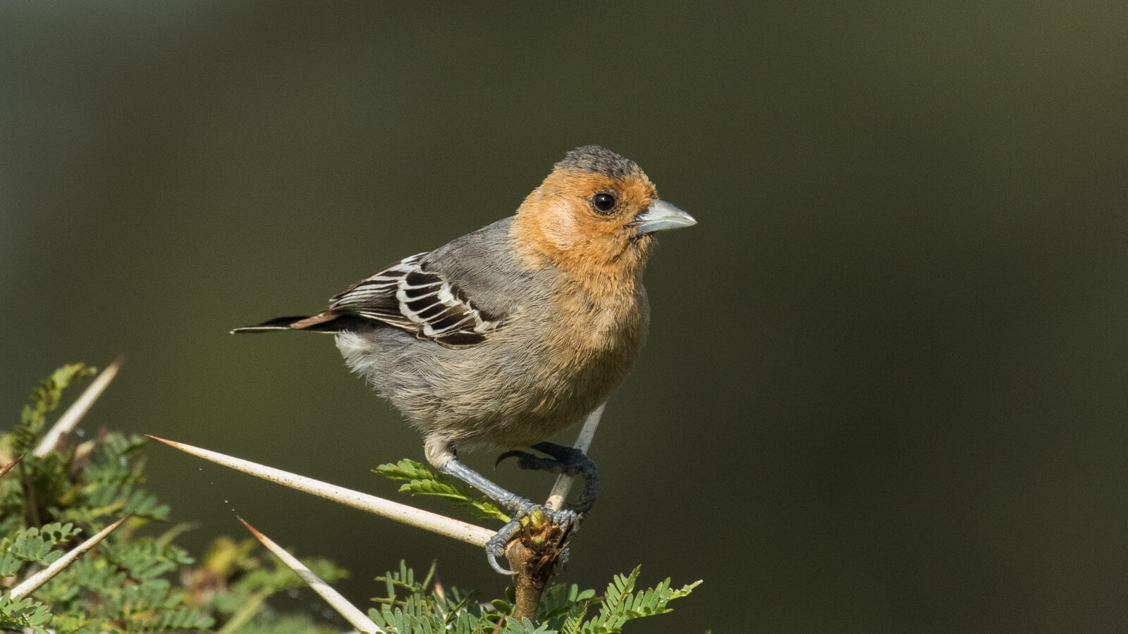 Red-throated Tit