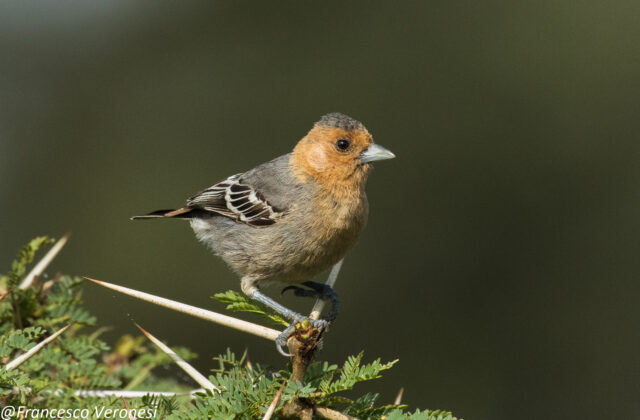 Red-throated Tit