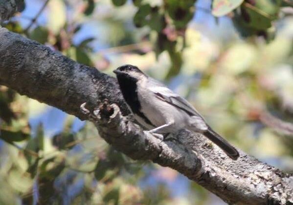 Miombo Tit