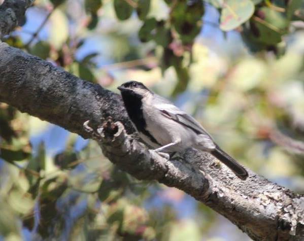 Miombo Tit