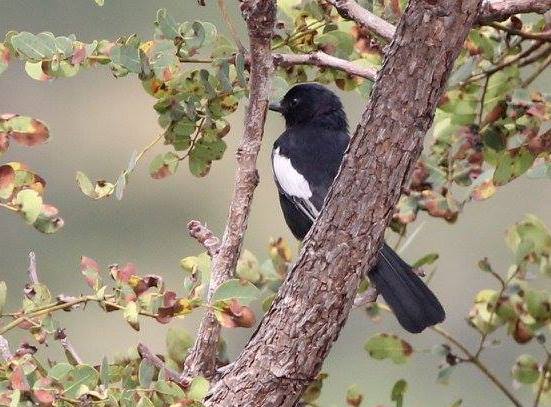 White-winged Black Tit