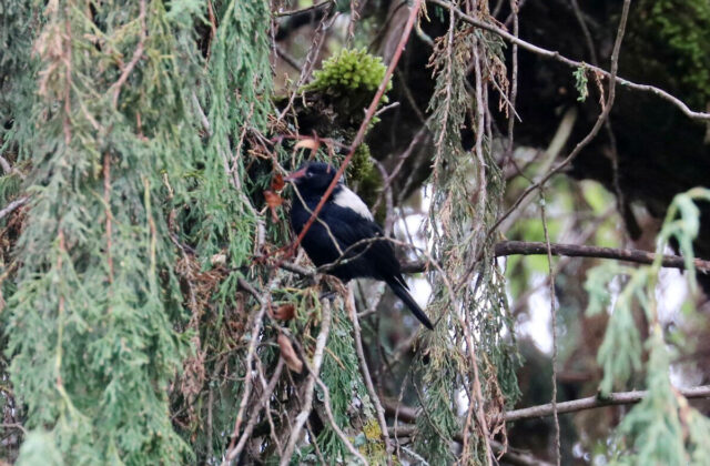 White-backed Black Tit