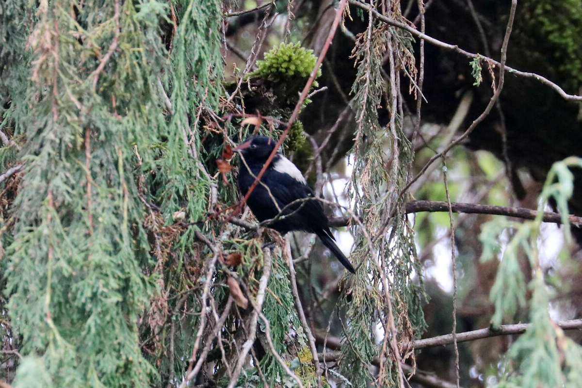 White-backed Black Tit