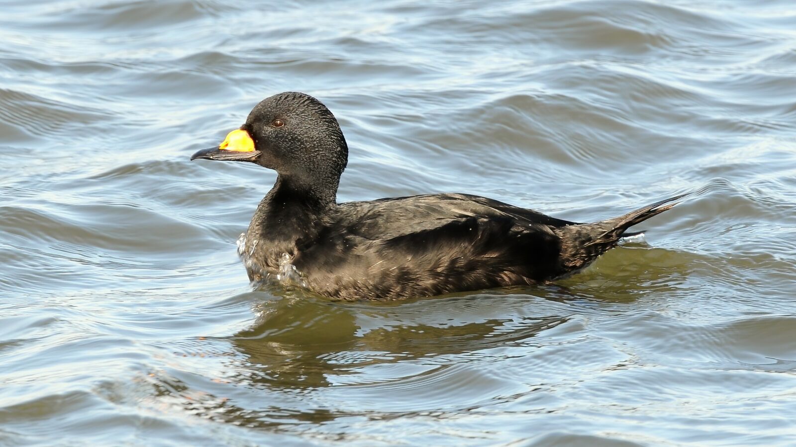 Black Scoter