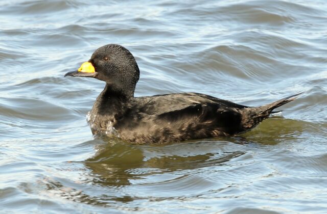 Black Scoter