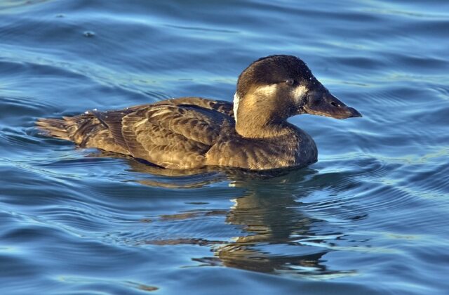 Surf Scoter