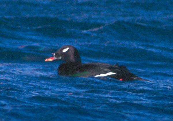 Stejneger’s Scoter