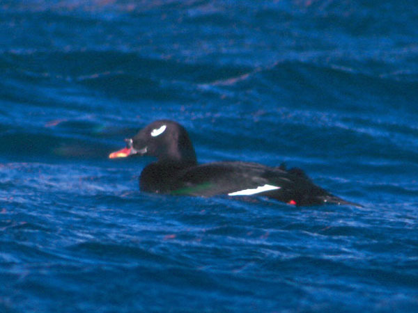 Stejneger’s Scoter