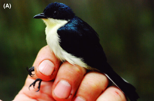 Satin Berrypecker